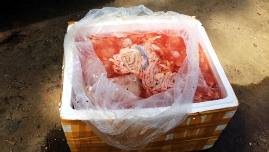 Quảng Nam: Lại phát hiện thêm 1,75 tấn nội tạng động vật bốc mùi hôi thối