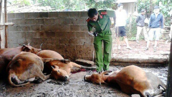 Làm rõ nguyên nhân bò chết bất thường ở Đắk Lắk 