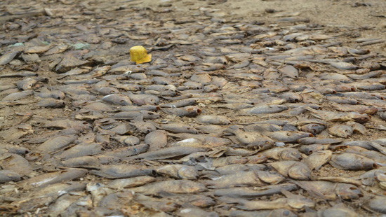 Quảng Nam: Cá chết hàng loạt, xếp lớp kín quanh hồ thủy lợi