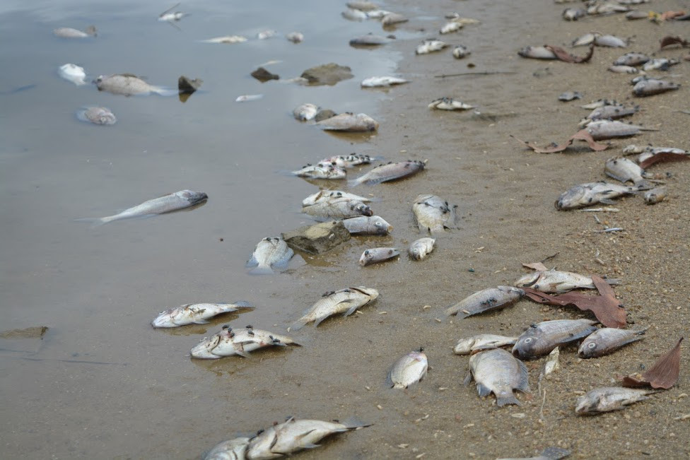 Quảng Nam: Cá chết hàng loạt, xếp lớp kín quanh hồ thủy lợi