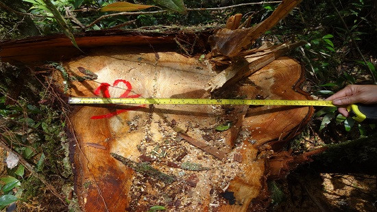 Vụ phá rừng pơ mu: Báo cáo Thủ tướng kết quả điều tra trước ngày 25/8