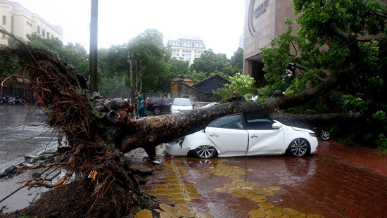Ứng phó với bão số 3: Cần đề phòng nguy cơ cây xanh bị gãy đổ do bão 