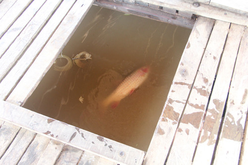 Nghệ An: Cá chết bất thường trên dòng Nậm Nơn