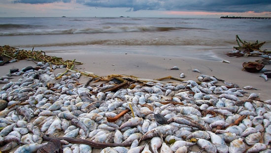 Triển khai bồi thường thiệt hại sự cố môi trường biển do Formosa gây ra