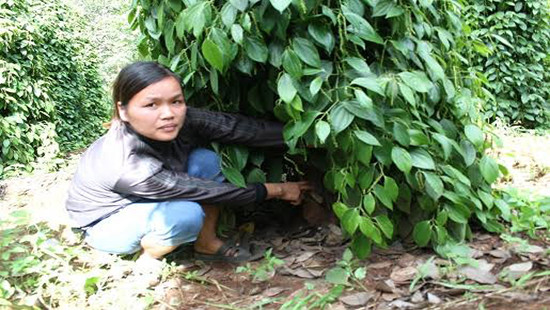 Đắk Lắk: Kẻ xấu chặt phá tiêu, thiệt hại hơn 100 triệu đồng