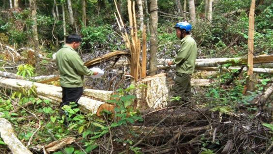 Đắk Nông: Bắt nhóm đối tượng phá rừng