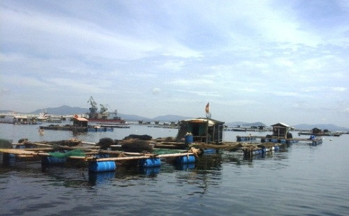 Thanh Hóa: Cá chết hàng loạt ở Tĩnh Gia do thủy triều đỏ