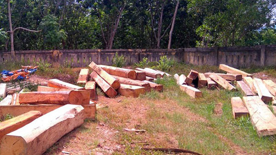 Xử lý nghiêm vụ chặt phá rừng phòng hộ lưu vực sông Bến Hải (Quảng Trị) 