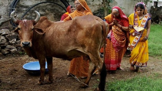 Ấn Độ: Cô gái bị cưỡng hiếp tập thể vì nghi ăn thịt bò