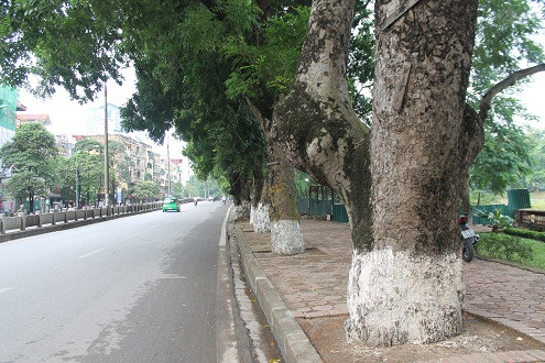 Hàng loạt cây xanh ở Hà Nội sẽ bị chặt hạ, dịch chuyển