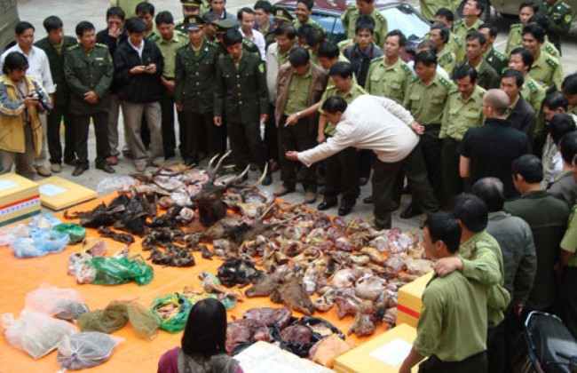 Chỉ thị của Thủ tướng về các biện pháp cấp bách đấu tranh với hành vi xâm hại động vật hoang dã