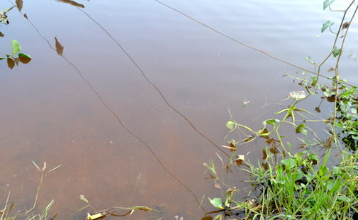 Cá chết trên sông Bùng do thiếu ôxy và nguồn nước bị ô nhiễm