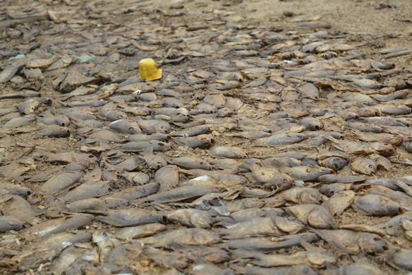 Vụ cá chết ở hồ thủy lợi: Không phải do ô nhiễm