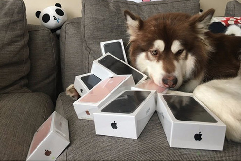 Chi hơn 6.000 USD mua 8 chiếc iPhone 7 cho… chó cưng