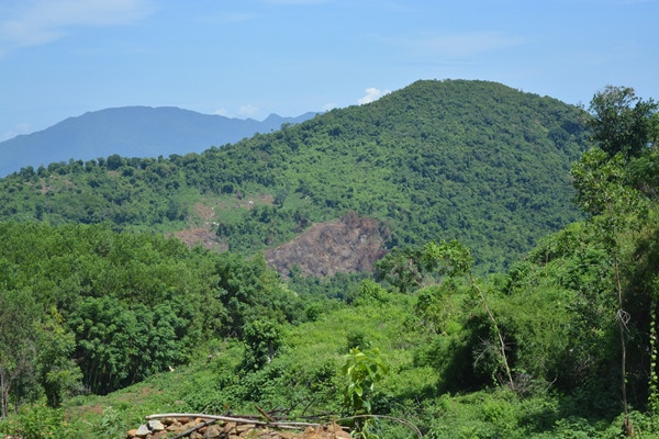 Quảng Nam: Phá rừng phòng hộ để trồng keo