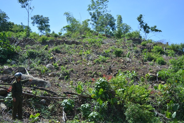 Quảng Nam: Phá rừng phòng hộ để trồng keo