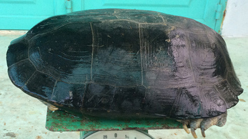 Cụ rùa 9kg mắc cạn trong ao tôm ở Bạc Liêu 