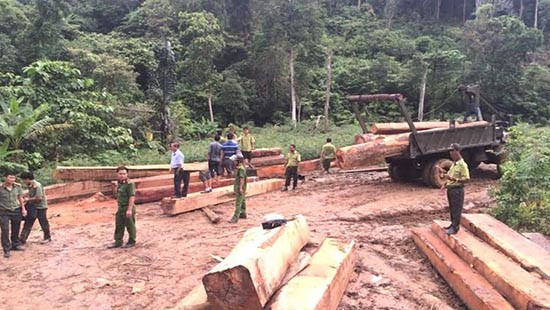 Đắk Lắk: Thu giữ hơn 35m3 gỗ lậu