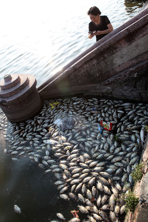 Hà Nội: Cá chết nổi trắng Hồ Tây