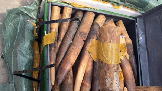 Thu giữ 300kg sừng động vật nghi ngà voi tại sân bay Nội Bài
