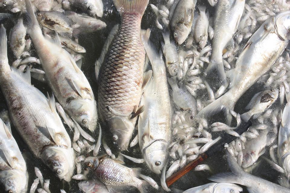 Cá chết hàng loạt ở hồ Tây: Việc quản lý nước thải, rác thải bị buông lỏng?