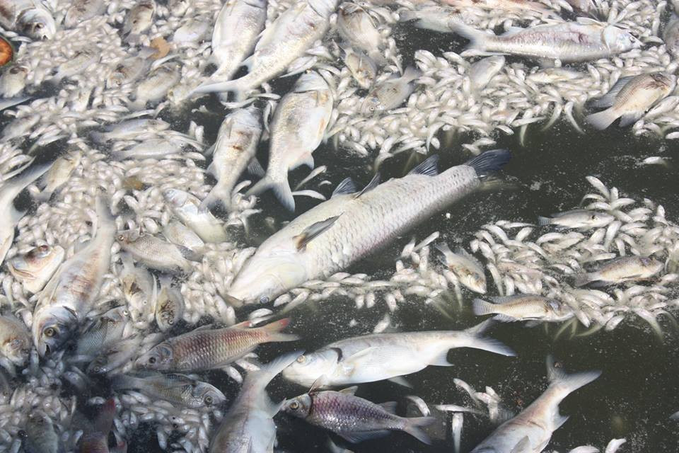 Cá chết hàng loạt ở hồ Tây: Việc quản lý nước thải, rác thải bị buông lỏng?