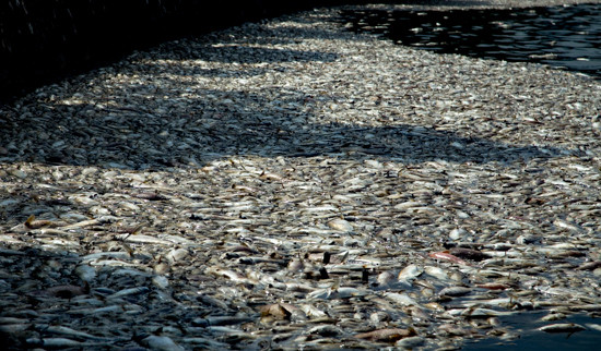 Thủ tướng yêu cầu làm rõ nguyên nhân hàng chục tấn cá chết ở hồ Tây