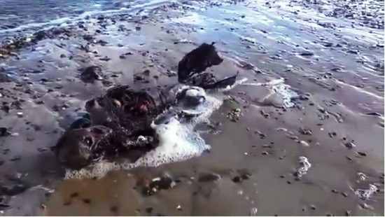 Xôn xao clip nàng tiên cá mắc cạn trên bãi biển nước Anh