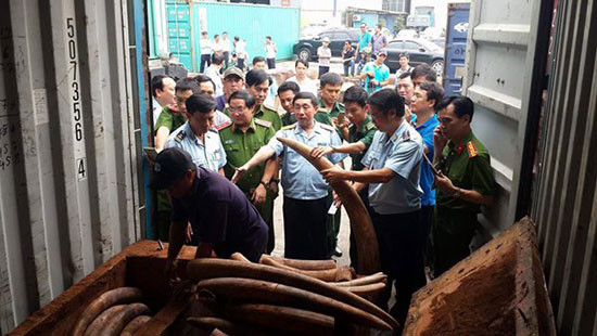 Phó Thủ tướng chỉ đạo xem xét khởi tố vụ vận chuyển trái phép ngà voi