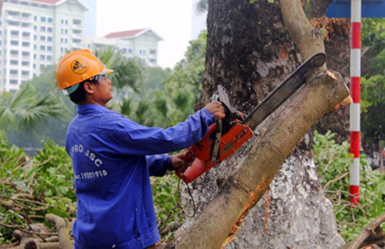 Dịch chuyển hàng cây xanh phố Kim Mã để xây đường sắt Nhổn – ga Hà Nội