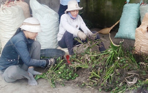 Đổ xô đi mua cau non bán sang Trung Quốc