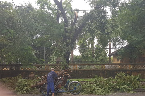 TT-Huế: Gió mạnh do áp thấp nhiệt đới, nhiều cây xanh bị quật ngã