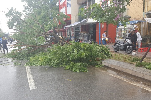 TT-Huế: Gió mạnh do áp thấp nhiệt đới, nhiều cây xanh bị quật ngã