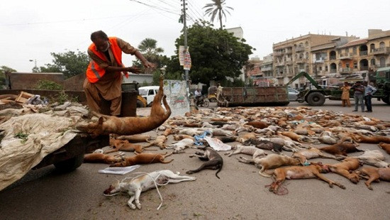 Pakistan giết hơn 1.000 con chó bằng thuốc độc 