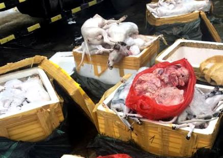 Thanh Hóa: Phát hiện bắt giữ gần 700kg thịt chó, mèo không rõ xuất xứ