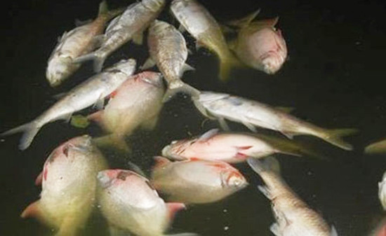 Hà Nội: Cá chết nổi trắng ven hồ Linh Đàm