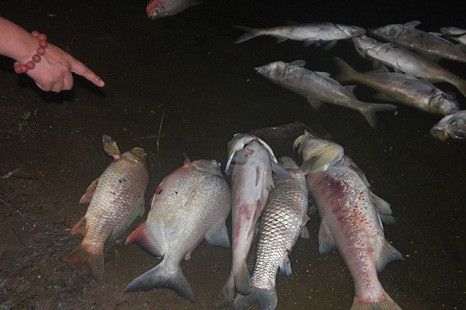 Hiện tượng cá chết ở hồ Linh Đàm do thay đổi thời tiết