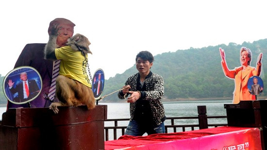 Chú khỉ “tiên tri” Trung Quốc dự đoán ông Trump đắc cử Tổng thống Mỹ 