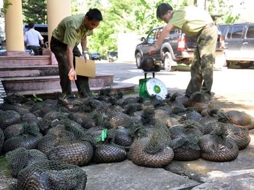 Quảng Ninh: Phát hiện vụ vận chuyển gần 1 tấn tê tê trái phép