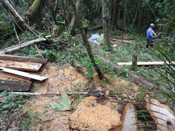 Vụ phá rừng pơ mu ở Quảng Nam: Kỷ luật nhiều cán bộ