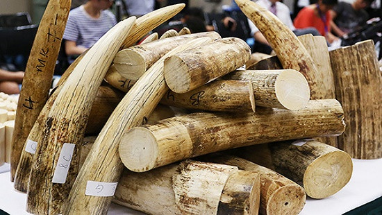 Việt Nam tiêu hủy hơn 2 tấn ngà voi và sừng tê giác