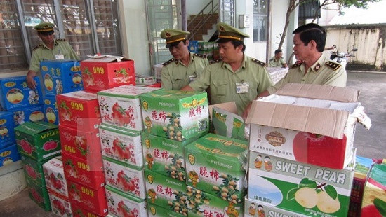Quảng Ninh: Thu giữ gần 5 tấn quýt nhập lậu từ Trung Quốc