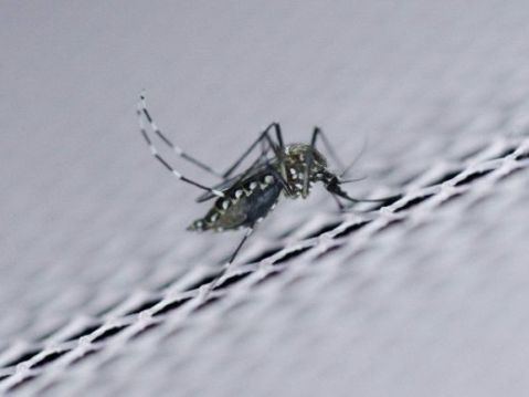 WHO tuyên bố: Zika không còn là tình trạng khẩn cấp toàn cầu