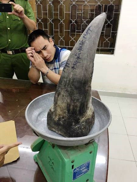 Tạm giữ hành khách giấu sừng tê giác “khủng” khi xuống sân bay Tây Sơn Nhất