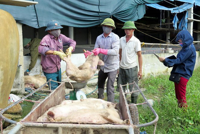 Hỗ trợ khẩn cấp 30.000 liều vacxin dập dịch lợn tai xanh cho Hà Tĩnh