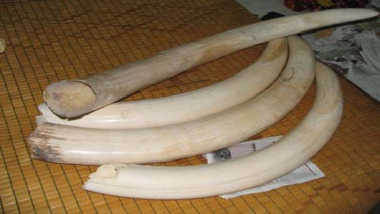 Lại phát hiện ngà voi giấu trong thân gỗ rỗng ruột ở cảng Cát Lái