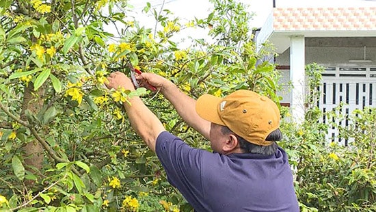 Nhà vườn trồng mai lao đao vì hoa nở sớm