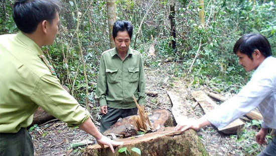 Khởi tố 9 bị can phá rừng phòng hộ ở Bình Định 
