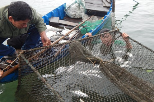 Thừa Thiên–Huế: Cá chết trắng lồng, người nuôi cá lao đao