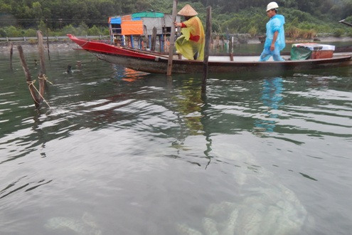 Thừa Thiên–Huế: Cá chết trắng lồng, người nuôi cá lao đao